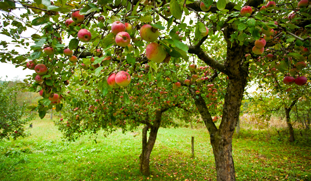 bomen met appels